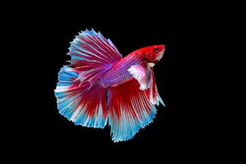 Deurstickers The moving moment beautiful of red siamese betta fish or splendens fighting fish in thailand on black background. Thailand called Pla-kad or dumbo big ear fish. © Soonthorn