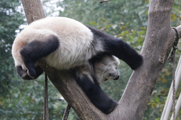 Playful Panda on the Tree