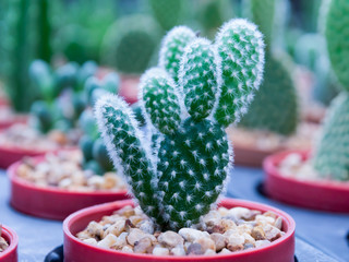 Cactus Small cute in the pot in the garden outside.