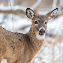 Deer in winter