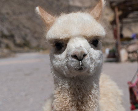 Alpaca Baby in Peru 