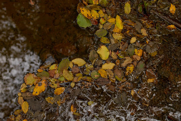 autumn leaves on water