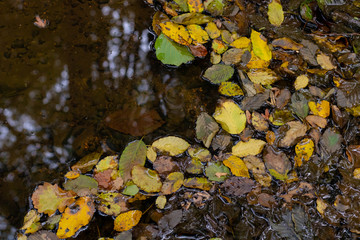 autumn leaves on water