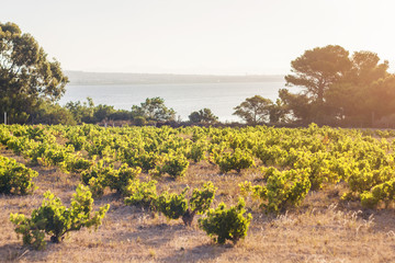 Spanish vineyards at sunrise