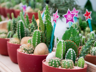 Cactus Small cute in a pot in the garden, with a star sign and a smiley heart.