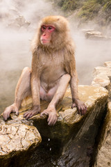 Japanese Snow Monkeys