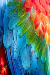 Obraz premium Parrot, macaw, animal, face, beautiful, bird, colorful, red, white, exotic, tropical, eye