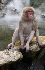 Obraz premium Japanese Snow Monkeys
