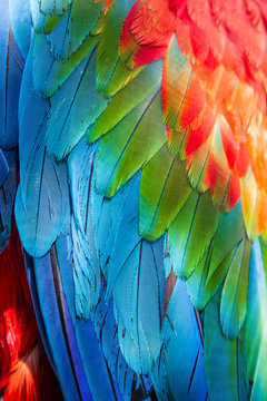 Parrot, macaw, animal, face, beautiful, bird, colorful, red, white, exotic, tropical, eye