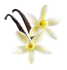 VANILLA FLOWERS WITH PODS