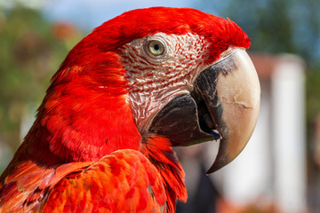 Parrot, macaw, animal, face, beautiful, bird, colorful, red, white, exotic, tropical, eye