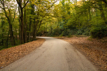 road in the forest