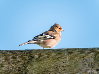 Adult male common chaffinch, Fringilla coelebs, perched on wooden fence, Netherlands