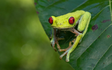 Red-eyed Tree Frog in Costa Rica 