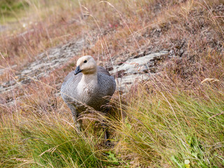 Female upland or Magellan goose, Chloephaga picta, in Tierra del Fuego National Park, Patagonia, Argentina