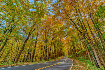 Obraz premium Colorful Trees Surround a Smoky Mountain Road in Autumn