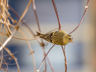 Adult male Eurasian siskin, Spinus spinus, perching on twig in garden, Netherlands