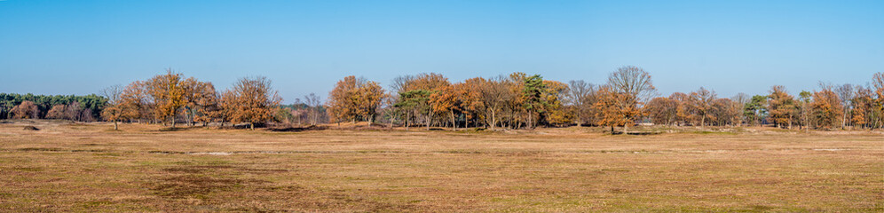 Panorama of dried up pond and colourful autumn trees in nature reserve Laarder Wasmeer, Laren, Netherlands