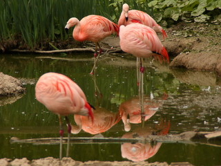 Pink Flamingos