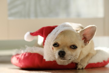 Merry Christmas cute small dog in red hat laying on red pillow