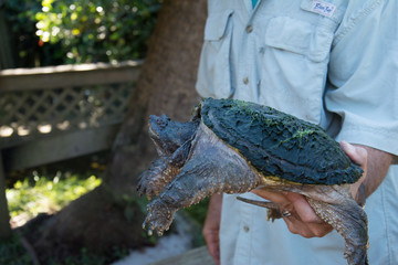 Everglades Schnappschildkröte2