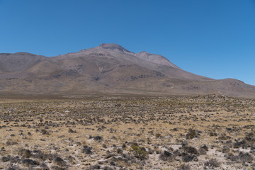 Vicuna Peru Landscape