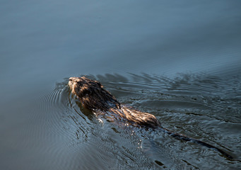 Fototapeta premium Life melts in the snow, flowers in the snow