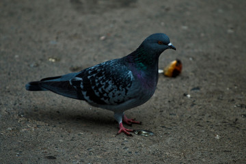 pigeon in the park