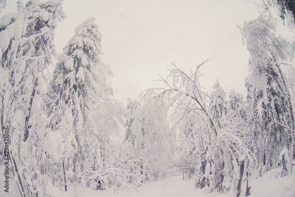 Wall mural winter road in the snowy forest.