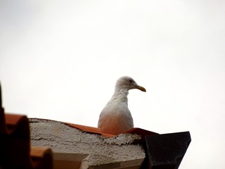 bird on the roof