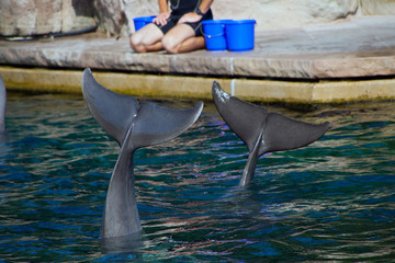 Delphin