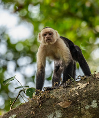 White Faced Capuchin Monkey in Costa Rica  