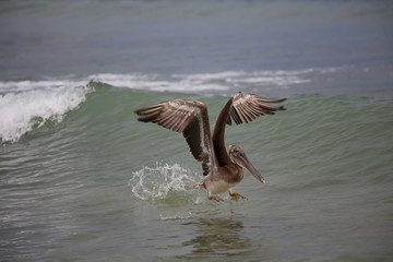 Fototapeta premium Pelicans diving for fish on the ocean beaches of Punta Mita, Mexico