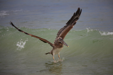 Pelicans diving for fish in the ocean on the coastline of Punta Mita, Mexico