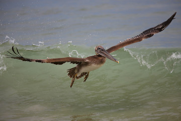 Pelicans diving for fish in the ocean on the coastline of Punta Mita, Mexico