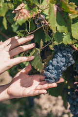 Naklejka na ściany i meble The best black grapes of France - Luberon