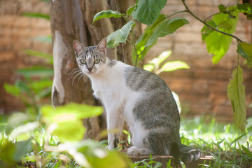 Gato sentado no quintal