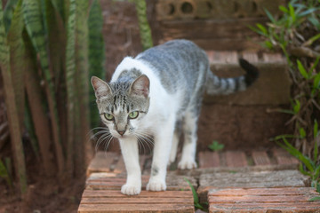 Gato passeando no quintal