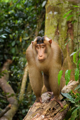 Southern Pig-tailed Macaque - Macaca nemestrina, large powerful macaque from Southeast Asia forests, Sumatra, Indonesia.