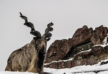 mountain goat on rock