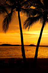 Palm Trees swaying at sunset on the beaches of Punta Mita, Mexico