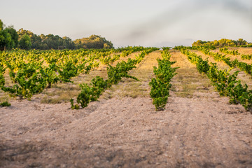Fototapeta na wymiar Rows of a young vineyard at sunrise
