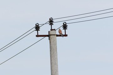 Common Kestrel (Falco tinnunculus).