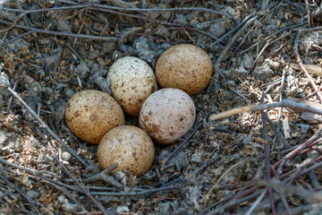 Falco tinnunculus. The nest of the Common Kestrel in nature.