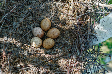 Falco tinnunculus. The nest of the Common Kestrel in nature.