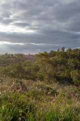 Horizontal landscape of the hills at mundaring in Perth at spring