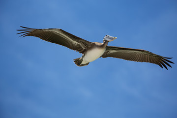 Brown Pelican flying over the beaches of Punta Mita, Mexico