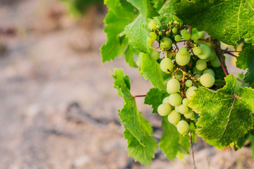 Grape harvest season - the tradition of winemakers