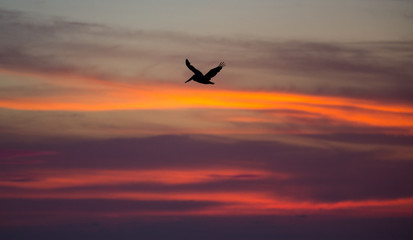 Brown pelican flying at sunset over the coastline of Punta Mita, Mexico