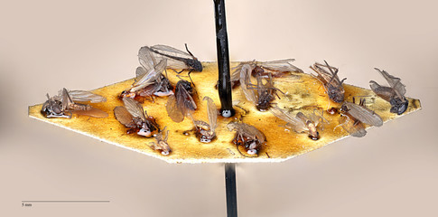 Tanytarsus gmundensis 2x 2 scale
